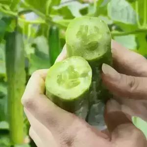 [농할] 팔도농장 수분의 여왕 백 오이 2kg