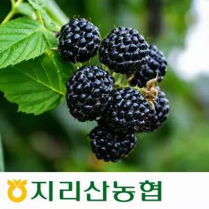 지리산농협하나로마트-고랭지 GAP인증 급냉 복분자 5kg 또는 10kg