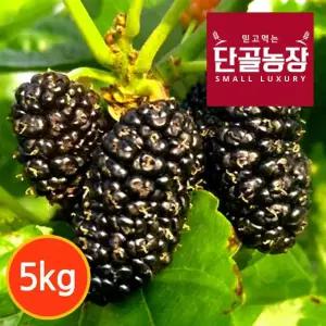 [단골농장] 내장산 토종 오디 생과 정품 5kg (급냉)