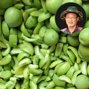 [6월1일부터 순차출고] 맑은물농원 하동 씨제거 청매실 깐매실 3kg