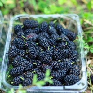 토종오디 10kg 뽕나무열매 오디생과 오디열매