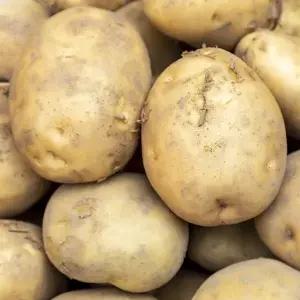 [산해직송][26년 수확 햇감자] 해남 수미감자 (대) / 10kg