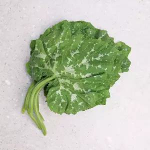[오늘신선] 진천 푸른빛 제철 부드러운 햇 호박잎 1kg