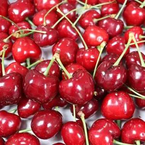 국내산 안동 생 체리 선물용 1kg