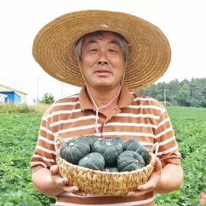[농부들의수확][26년 첫 수확] 정품 미니밤호박 단호박 보우짱 3kg 로얄과