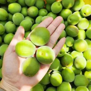 알담 광양 청매실 황매실 홍매실 5kg 10kg