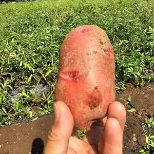 국내산 카스테라 햇 자색 홍감자 조림용 중 3kg