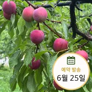 와촌 햇 대석자두 1kg 로얄과
