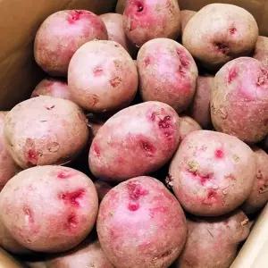 포슬포슬 국내산 카스테라 홍감자 10kg 왕특