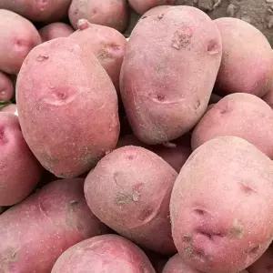옥이네청과 홍감자 카스테라 감자 햇감자 10kg 특 찜용 조리용