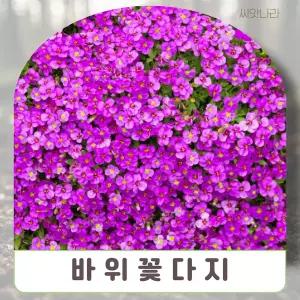 (씨앗나라) 포복성잔디 바위꽃다지 핑크 씨앗 10립