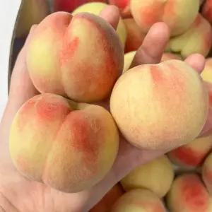 반납작 대극천 딱딱이 복숭아 500g