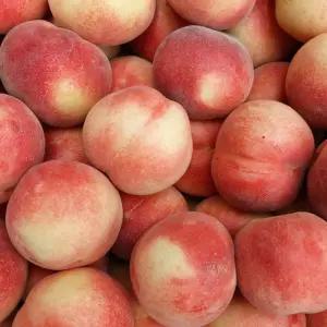 신비복숭아 복숭아 여름과일 백도 딱딱이복숭아 딱복 말랑이복숭아 5kg 중소과 70-79과내외