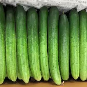[농할] 국내산 오이 백오이(상)2kg / 6-8개 내외