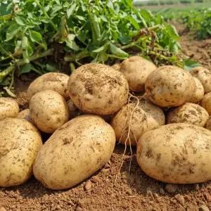 국내산 햇 수미감자 특 사이즈(110g~ 160g) 2kg 3kg 5kg