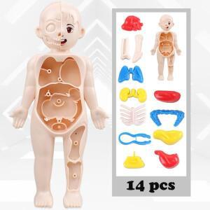 14PCS/세트 3D 퍼즐 인체 해부학 모델, 기관 조립 장난감, 교육 도구, 실제 신체