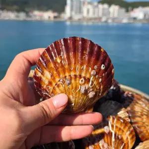 활 흑백가리비 1kg