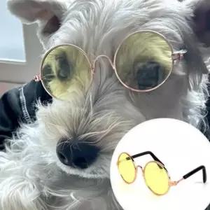 강아지 고양이 선글라스 옐로우