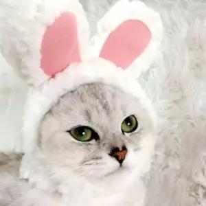 강아지 귀 모자 고양이 토끼 토끼귀 장식품