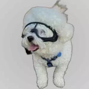 강아지 고글 선글라스 투명