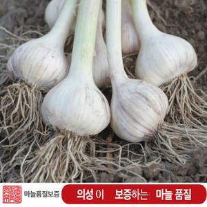 (1접(100개) 중/대/특대 사이즈 / 의성6쪽 마늘 한지형 토종저장 의성마늘햇마늘