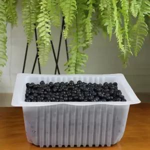 2025 햇 아로니아 냉동과 10kg(2.5kg x 4팩) 꼭지제거 줄기제거