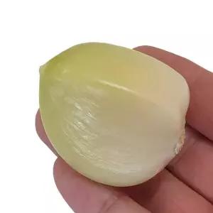 해남 햇 코끼리마늘 (상) 5kg 황토밭 토종 왕마늘