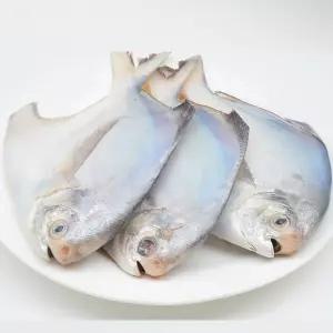 국내산 여수 병어 대형 15마리 3kg 내외