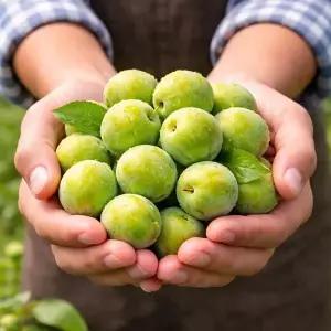 [명가일품][5월28일부터 순차출고] 광양/순천 청매실 10kg(특/31-35mm내외)
