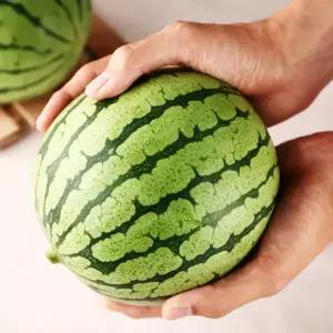 [롯데백화점]맛딜 국내산 고당도 미니 애플수박 1.8kg 대과 2입