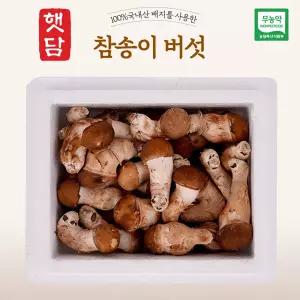 [햇담송] 참송이버섯 정품중급 실속형 중대사이즈 농협에 납품하는 무농약 진한 송이향의 고급버섯