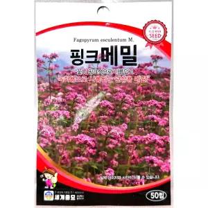 핑크메밀 50립 26년 세계꽃씨앗