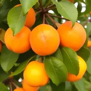 국내산 노지살구 5kg 중소과