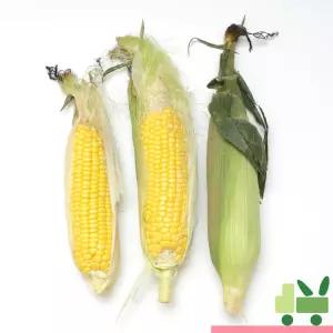 초당옥수수 14개