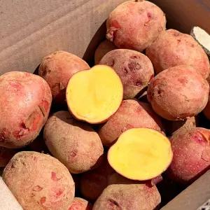 햇 홍감자 카스테라 자색 포슬포슬 감자 3kg 5kg