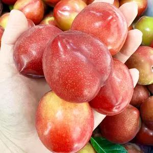 경북 노지 햇자두 대석자두 1kg 2kg