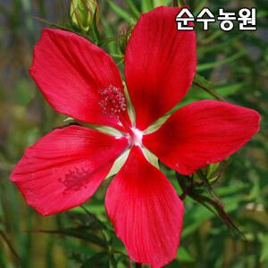 물무궁화 적색꽃 화분/수생식물/다년초