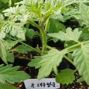 흑 방울토마토 모종(블랙 방울토마토)(한정판 입니다.물량소진시 주문종료합니다)