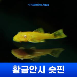황금안시 숏핀 (3cm ~ 5cm미만)