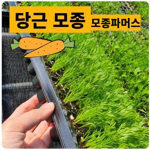 (모종파머스) 당근모종 10포기 뿌리채소 텃밭야채 키우기  체험용