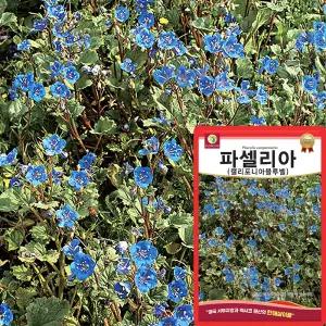 다농 파셀리아 씨앗 500립 캘리포니아블루벨 파셀리아 꽃씨 종자