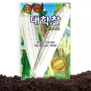 KS종묘 대학찰 옥수수 씨앗 70립 연농1호 옥수수씨 종자