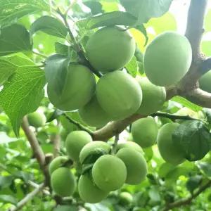 (예약주문 6/08~순차출고) 순천 매실 청매실 왕왕 5kg (40-37mm) 산지직송 매실장
