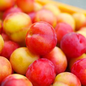 노지 자두  상/ 특 1-2kg 경북 농장
