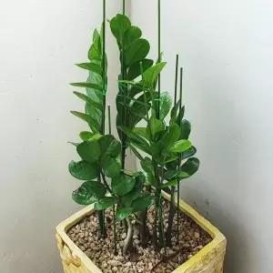 JHQRDNT54B텃밭 50cm 10P 오이지지대 화분