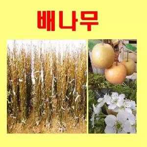 GA소망농원배나무 묘목접목1년 2그루화산배열매크기가 가장크로 신맛이없는 우수 품종묘목