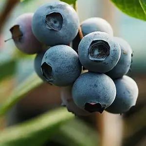 블루베리나무(챈티클리어)삽목4년(결실주)유실수묘목A0085
