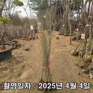 쥐똥나무 1~1.2m 10주