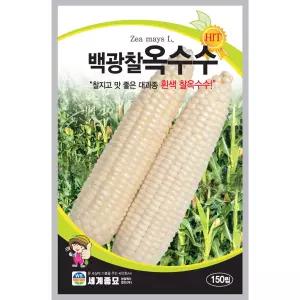 백광찰옥수수 종자 150립