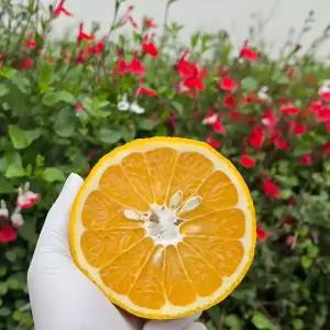 돌담프룻 제주 보름달 하귤 가정용 혼합과 9kg 음료 요리 재료